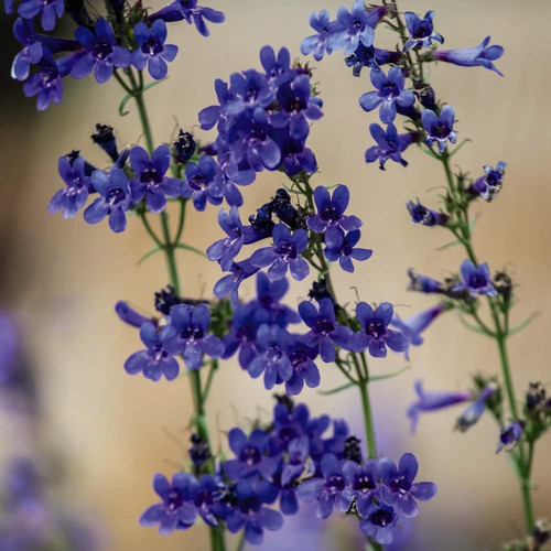 Penstemon heterophyllus true - penstemon,