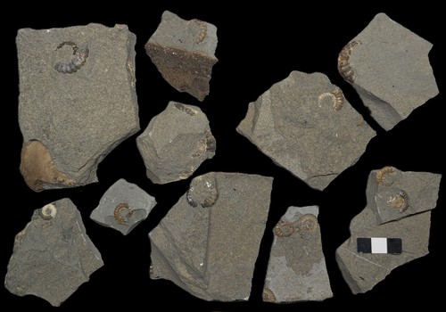 Unprepared ammonite - unprepared,