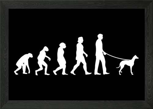 Greyhound evolution britis - greyhound,