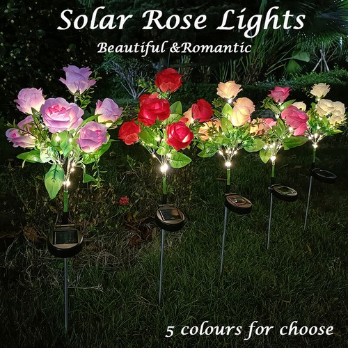 Head solar power rose - power, flower