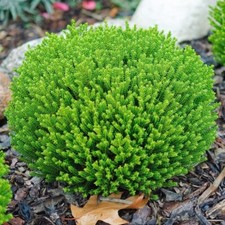 Hebe Emerald Gem Veronica 3Lt
