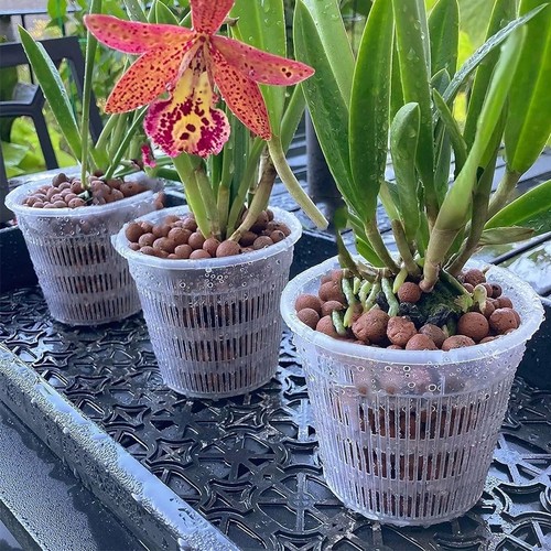 Clear orchid pots - clear, pcs)