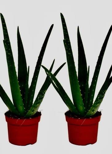Fresh live aloe - aloe, vera