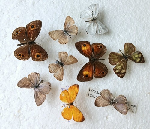 Butterfly collection set - collection, x9
