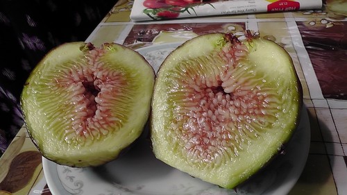 Fig tree from cyprus - fig, truly
