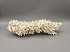 Natural White Coral Reef Ocean