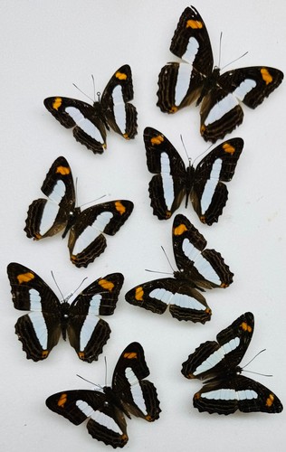 Real butterfly adelpha - real,