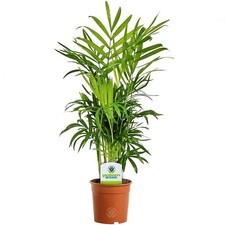 Parlour palm established - parlour,