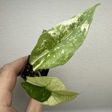 Alocasia Simpo variegata -