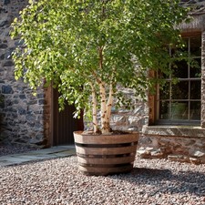 Rustic Oak Barrel Tree / Herb