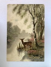 ANIMAL Postcard 1906 Deer and Fawn At River Bank Plymouth Postmark