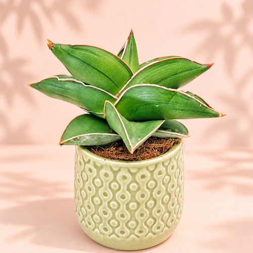 Sansevieria samurai - ‘samurai’, |