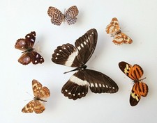 Butterfly Collection Set x6
