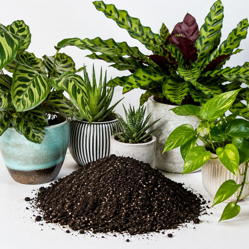 Organic house plant compost - house,