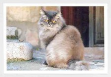1 postcard cat "Her Majesty" -