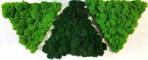Christmas reindeer moss - -,