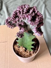 One x Euphorbia Lactea Cactus House Plant in 12cm Pot