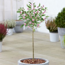 Prunus Kanzan | Double Pink