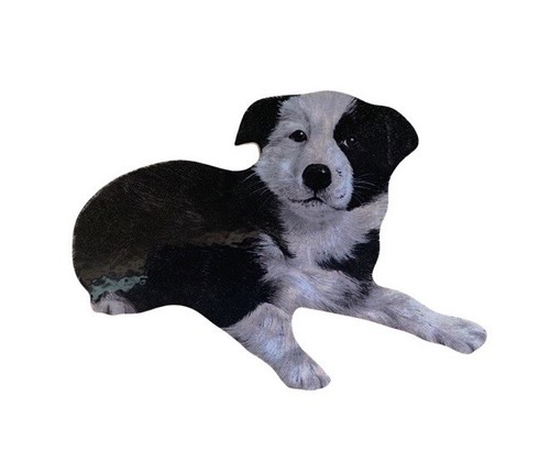 Border collie puppy - border,