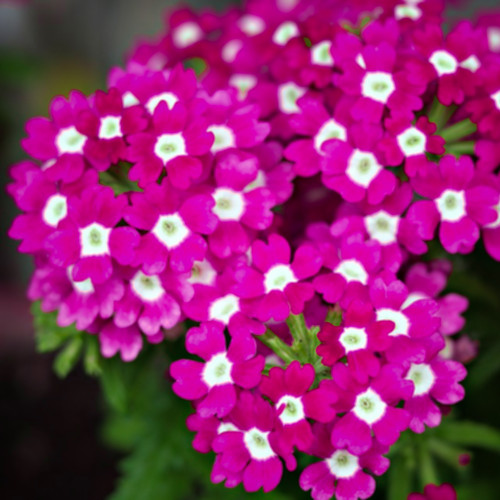 Verbena hybrida garden - verbena,
