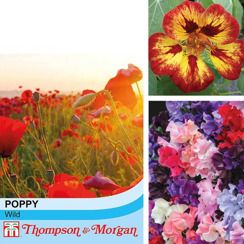 Thompson morgan summer - thompson,