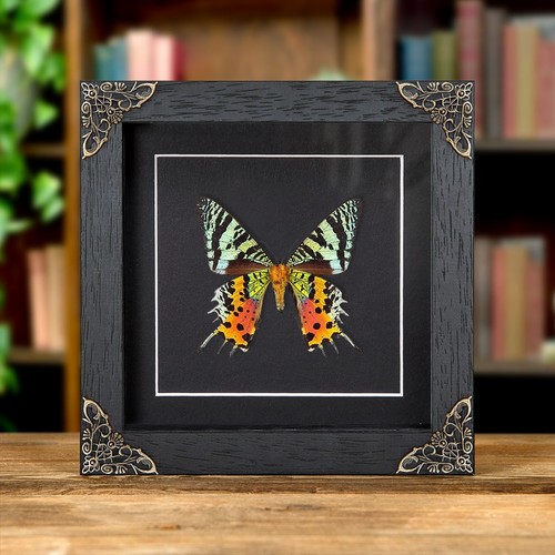 Sunset taxidermy moth in - moth,