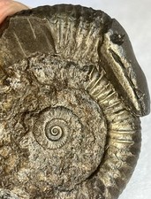 Jurassic Ammonite Fossil