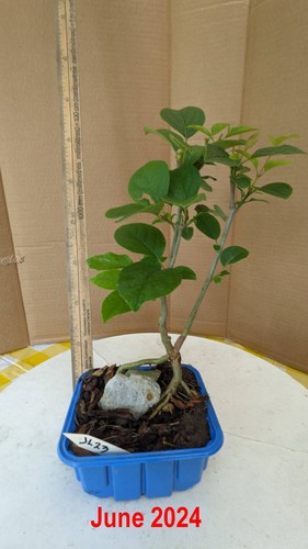 Japanese tree lilac pre - lilac,