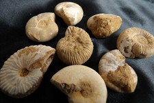 Natural Unpolished Fossil