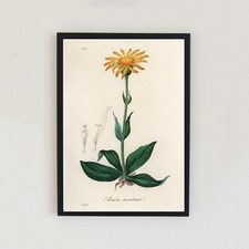Vintage Floral 1836
