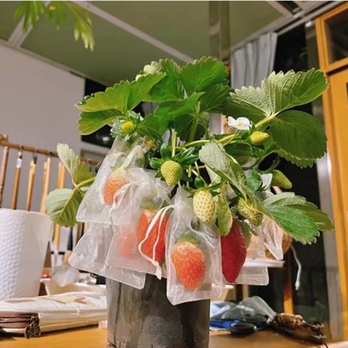 100pcs breathable grapes fruit - grapes,