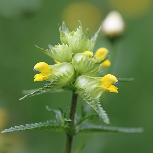 British wild flower yellow - flower,