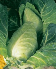 CABBAGE DURHAM EARLY  10 GRAM