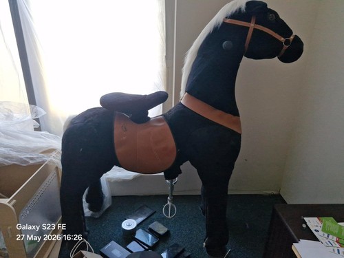 Large ride horse - on, pony