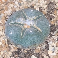 Collector’s Cactus, Potted