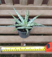 Aloe silver star - star., young