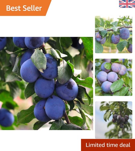 Potted mini fruit tree plum - potted,