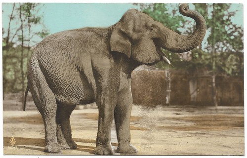 Elephant real photo - real,