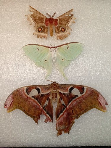Moth bundle for crafting - moth,