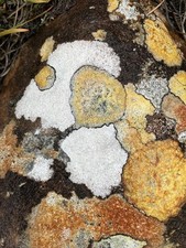 Ghost of Wester Ross 