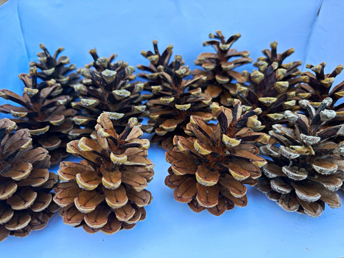 Natural pine cones - 15,