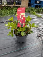 Red Rhododendron | 2 Litre Pot | Evergreen shrub | Easy care Plant |
