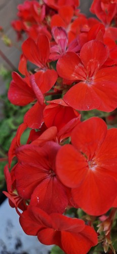 Geraniums x20 best reds - "best, |