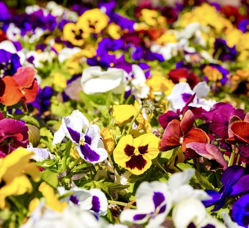 Pansy swiss giant mixed - swiss, seeds