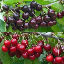Cherry Duo Tree Outdoor Garden