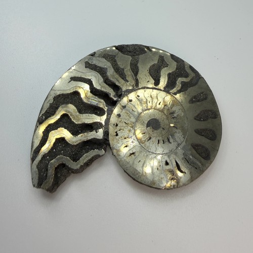 Pyritized ammonite fossil - pyritized,