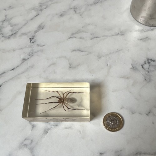 National geographic bug - geographic,