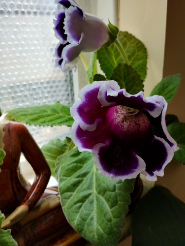 Purple white gloxinia - ,