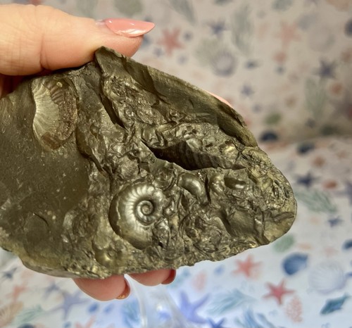 Ammonite multiple fossil - ammonite,