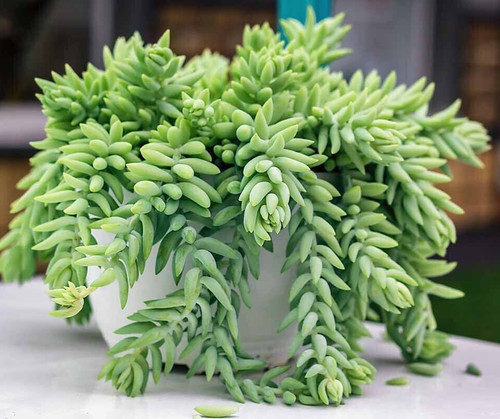 Donkey tail leaf cuttings - donkey,